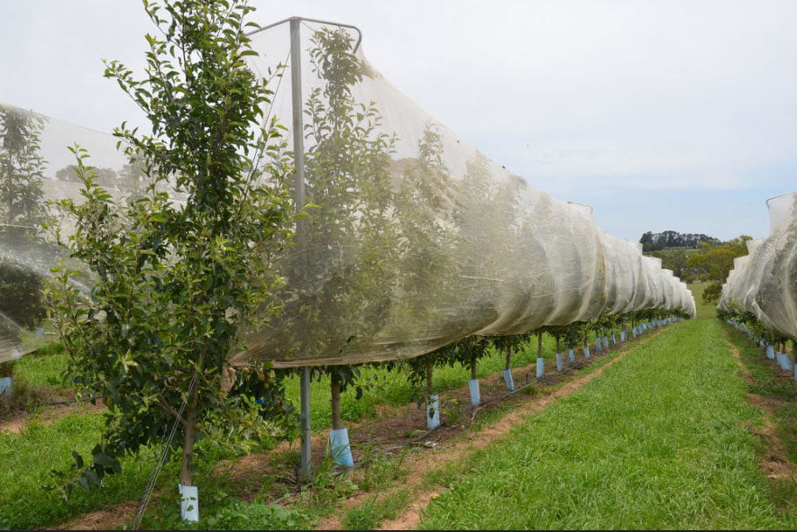 Orchard protection netting pictured in TL Enterprises' archived agriculture case study